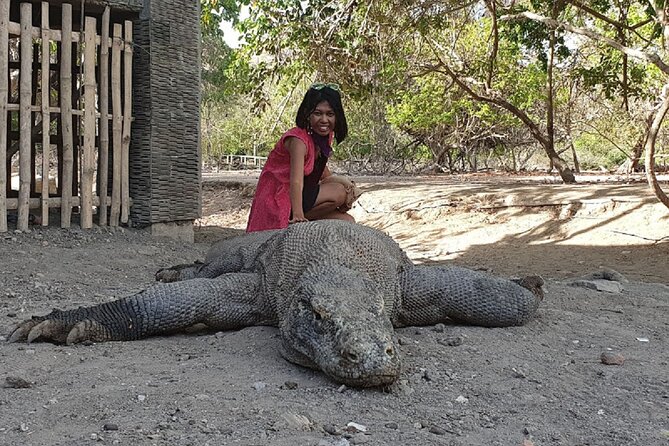 1- day Komodo island Tour hopping around by Speed Boat - Transfers, Group Size, and Comfort on a Full-Day Cruise