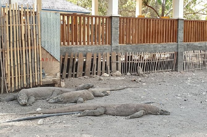 1- day Komodo island Tour hopping around by Speed Boat - Price and Value: What $117 Covers (and What You Pay On the Spot)