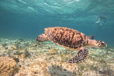 3 in 1 Jungle Speedboat and Snorkeling in Cancun - Stop 1: Marina Chac Chi Prep + the First Boat Ride Toward the Reef