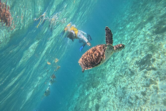 3 in 1 Jungle Speedboat and Snorkeling in Cancun - My Verdict: Should You Book This 3-in-1 Cancun Jungle Tour?