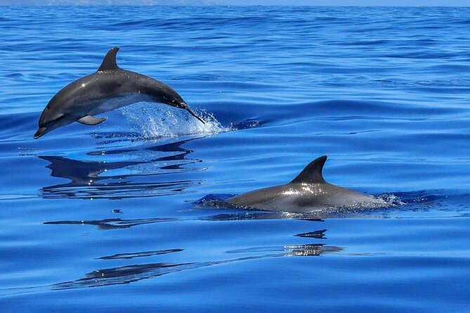 4-Hour Private Speedboat to See Dolphins from Hurghada - Dolphin House: why this Red Sea route is built for real dolphin chances