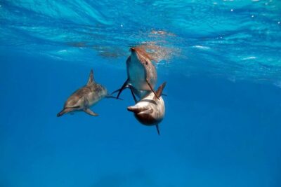 4-Hour Private Speedboat to See Dolphins from Hurghada - The 4-hour pace: fast boat energy with a half-day time footprint