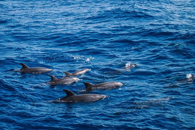 4-Hour Private Speedboat to See Dolphins from Hurghada - Abu Minqar Island and the shipwreck stop
