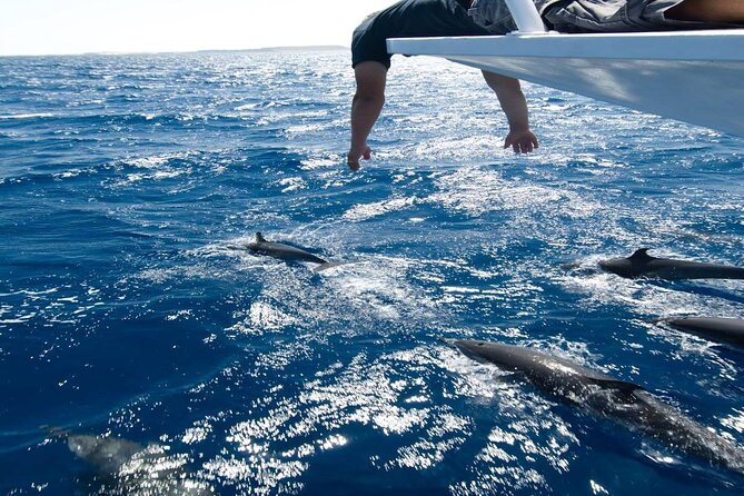 4-Hour Private Speedboat to See Dolphins from Hurghada - Price and real total cost in Hurghada