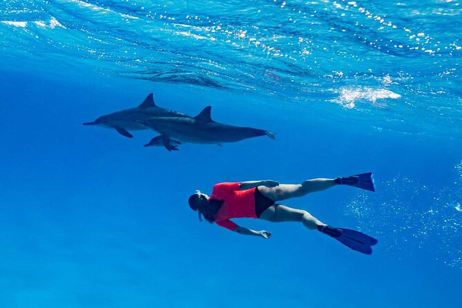 4-Hour Private Speedboat to See Dolphins from Hurghada - Who should book this (and who should reconsider)