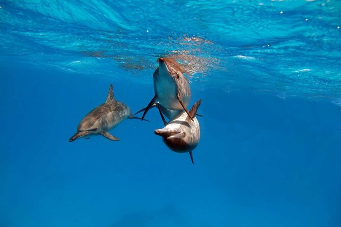 4-Hour Private Speedboat to See Dolphins from Hurghada - The 4-hour pace: fast boat energy with a half-day time footprint