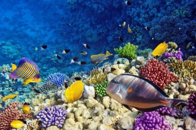 4 hours private speedboat & snorkeling in the red sea - Getting to Hurghada Marina: the 8:00 am half-day flow