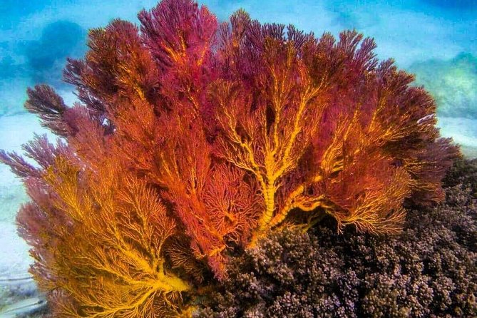 4 Islands Sunset + Plankton, Semi-Private Tour only 12 Guests - Ko Ya Wa Sam Snorkel Stop: A Quick Hit in the Program