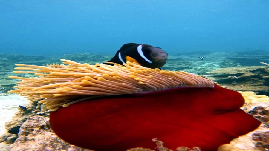 5 Islands All-Inclusive Speedboat w/Snorkeling Sea Turtle - Open bar, beach BBQ, and live entertainment at Ile aux Cerfs