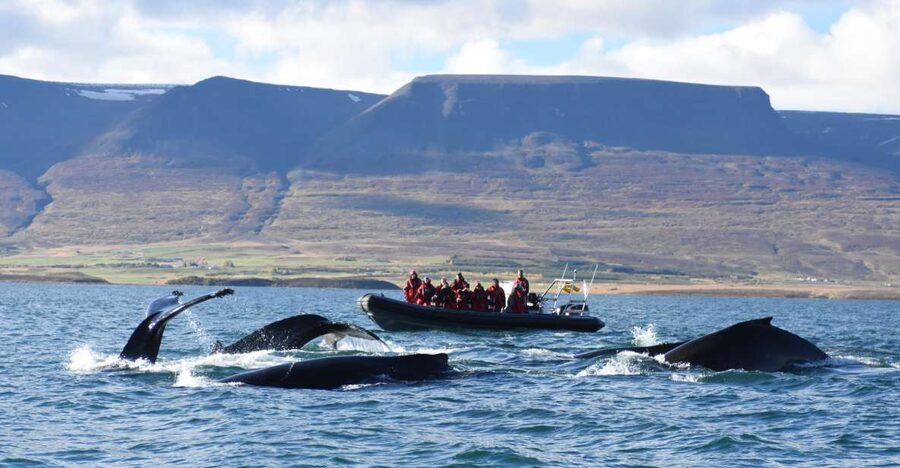 Akureyri: 2-Hour Whale Watching Express by RIB Speedboat - Key things that make this RIB whale tour worth your time