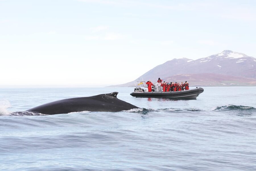 Akureyri: 2-Hour Whale Watching Express by RIB Speedboat - RIB Speedboat vs Big Boats: The real point is closeness