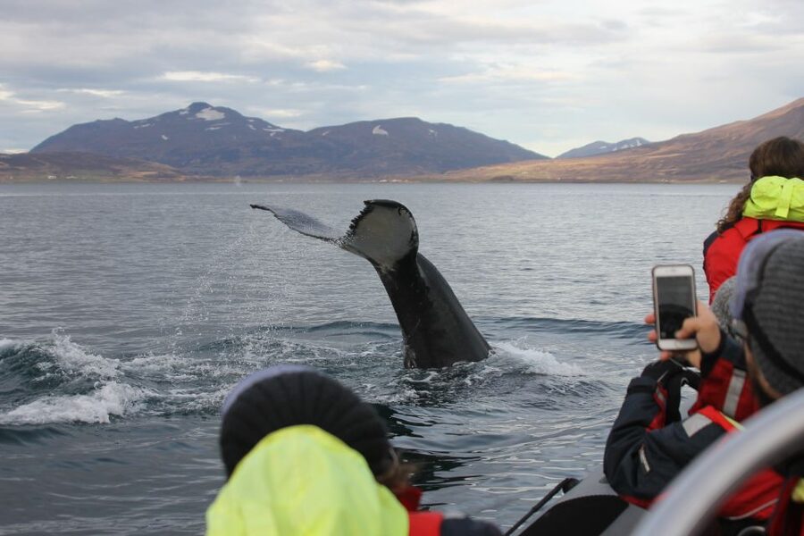 Akureyri: 2-Hour Whale Watching Express by RIB Speedboat - Eyjafjord wildlife: humpbacks, minke whales, and the birds in between