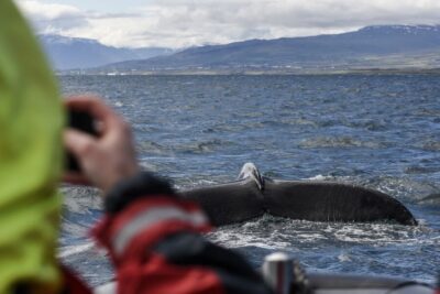 Akureyri: 2-Hour Whale Watching Express by RIB Speedboat - Oddeyrarbót 2 to open water: what your 2 hours usually feel like