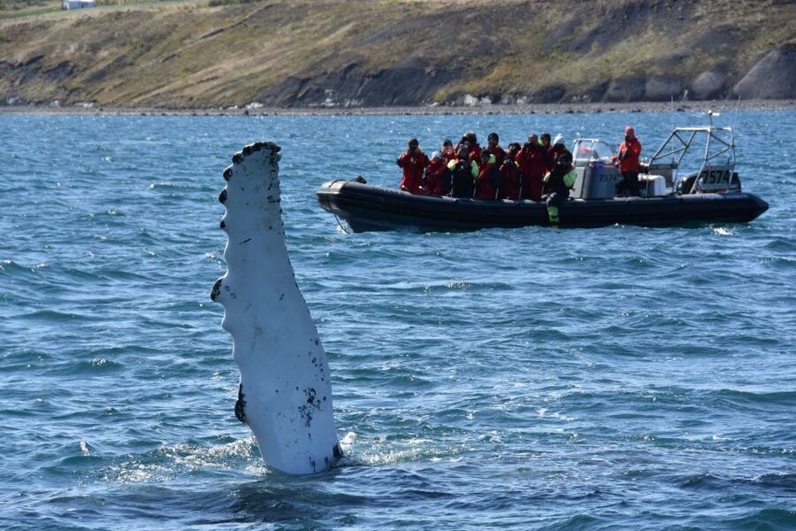 Akureyri: 2-Hour Whale Watching Express by RIB Speedboat - Safety and etiquette: the tour’s rules protect both you and the whales