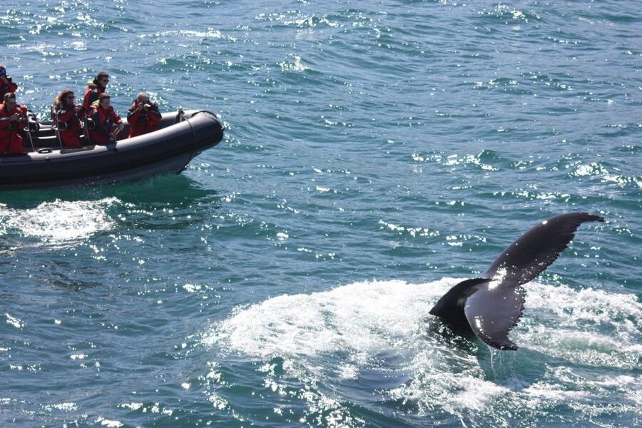 Akureyri: 2-Hour Whale Watching Express by RIB Speedboat - Price and value: is $200 for 2 hours worth it?