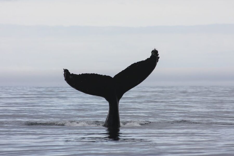Akureyri: 2-Hour Whale Watching Express by RIB Speedboat - Quick decision: should you book this Akureyri RIB whale watch?