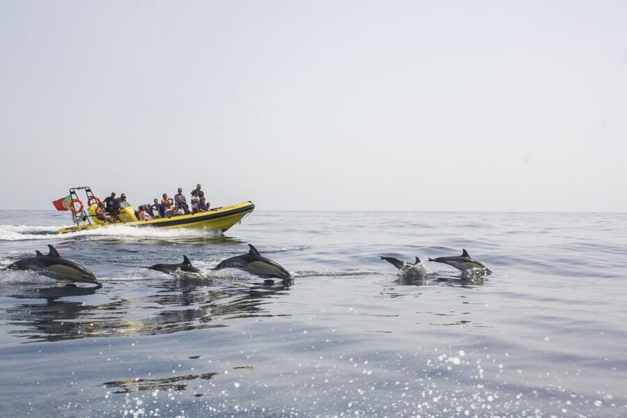 Albufeira: Benagil Caves & Dolphin Watching Speed Boat Tour - Key things that make this tour tick