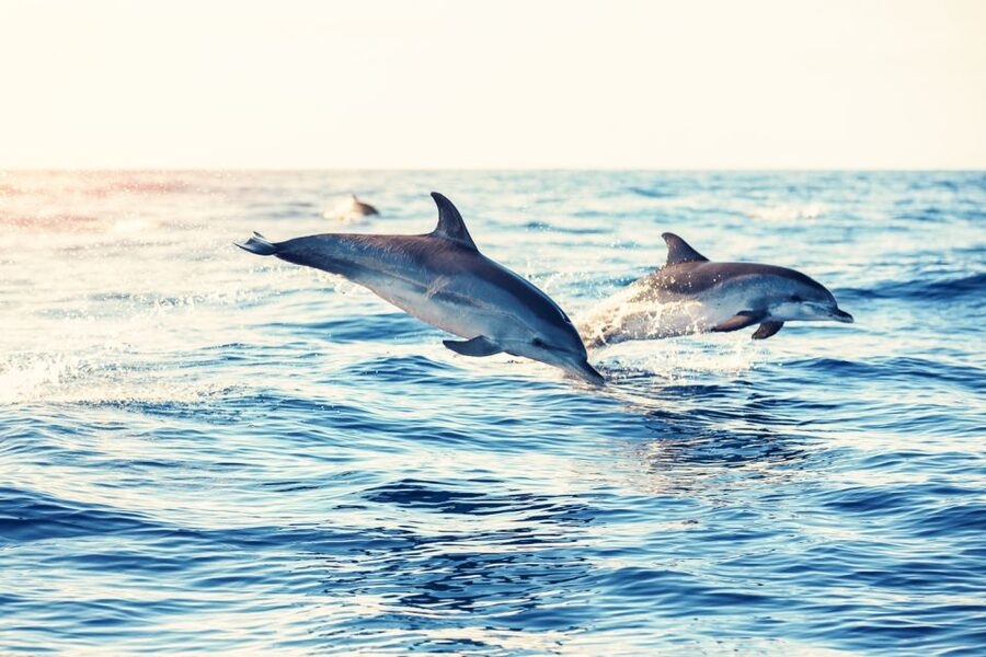 Albufeira: Benagil Caves & Dolphin Watching Speed Boat Tour - What to pack (so you don’t have to improvise on the dock)