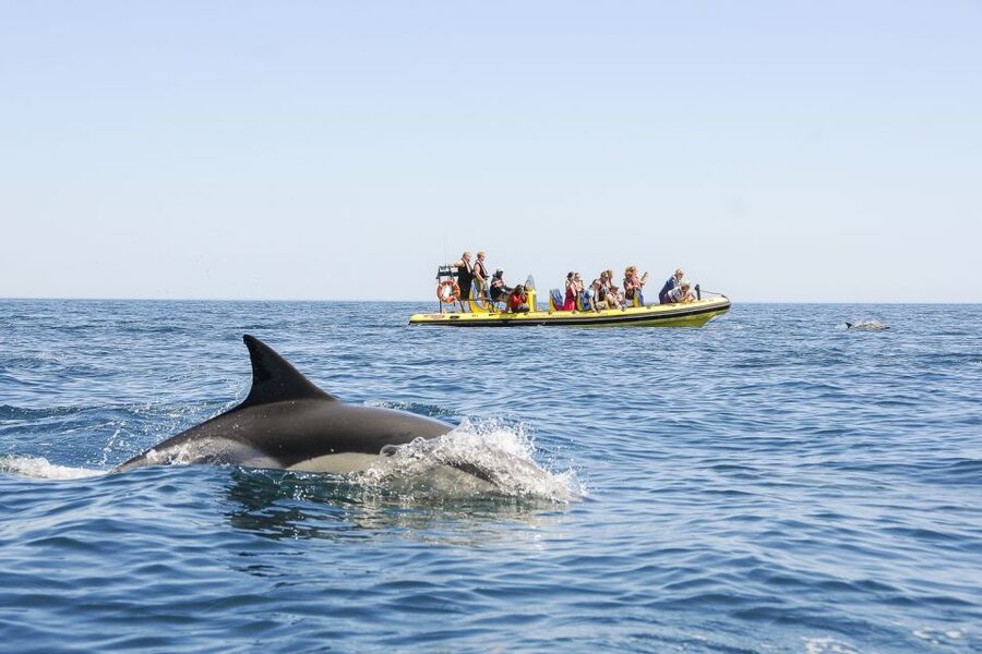 Albufeira: Benagil Caves & Dolphin Watching Speed Boat Tour - Benagil Caves: why the stop is short and how to make the most of it