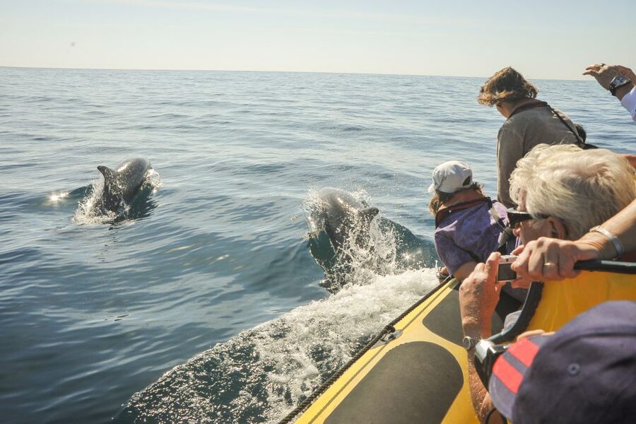 Albufeira: Benagil Caves & Dolphin Watching Speed Boat Tour - If the sea gets choppy: comfort and control you can feel