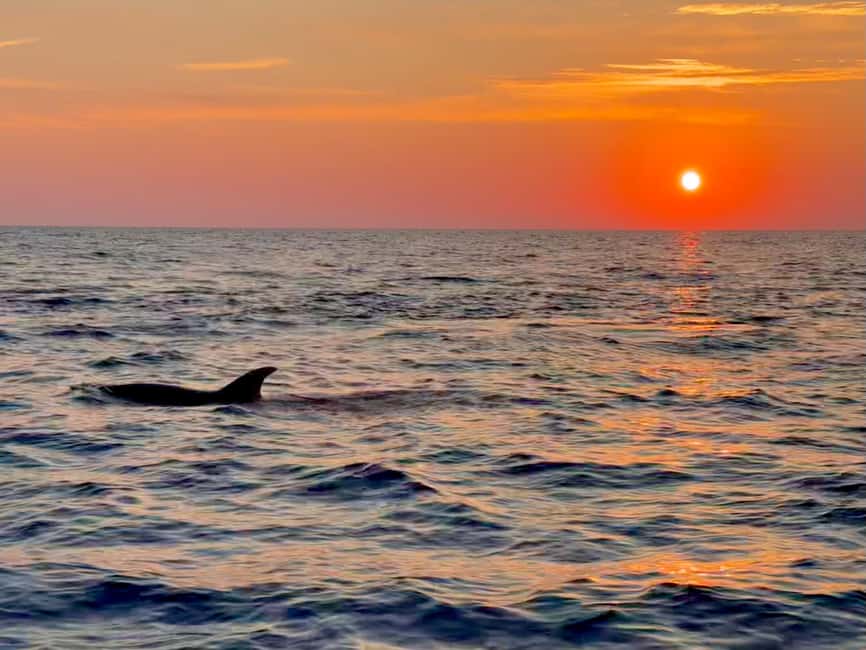 Alcudia: Dolphin Watching at Sunrise with Speedboat - The 2-Hour Flow: Cruise Out, Dolphin Time, Back to Port