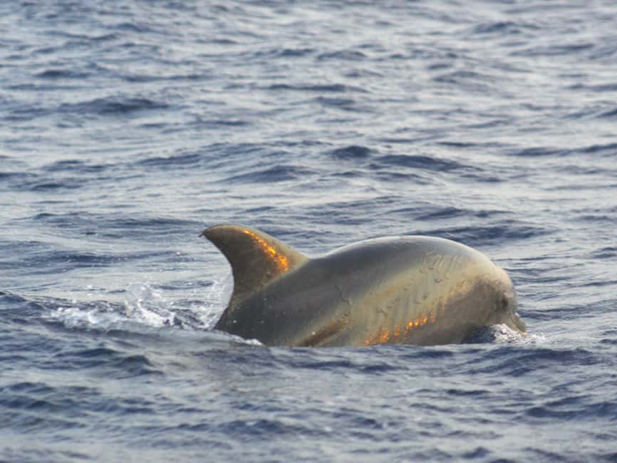 Alcudia: Dolphin Watching at Sunrise with Speedboat - Booking Smart: What to Do Before You Go