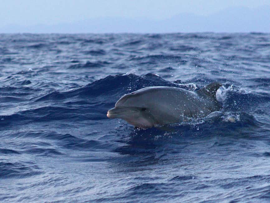 Alcudia: Dolphin Watching at Sunrise with Speedboat - Who This Tour Fits Best (and Who Might Skip It)