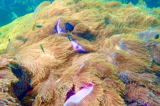 Amazing private snorkeling tour in An Thoi islands by speed boat - May Rut Island: the all-around island stop