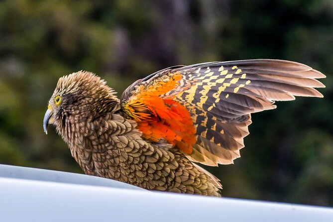 Arthur’s Pass Tour From Christchurch With Jet Boat & TranzAlpine - Arthur’s Pass National Park Village: altitude, parrot territory, and easy choices