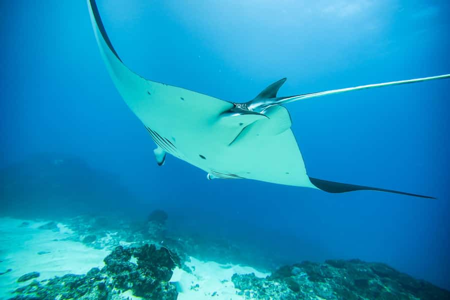Bali: Nusa Penida Speedboat Trip with Snorkeling and Tour - Practical Tips That Make the Day Feel Easier