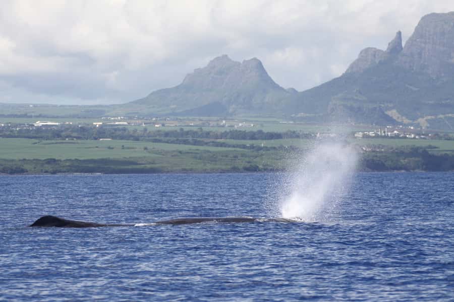 Black River: Dolphin Swim and Whale Watching by Speedboat - Dolphin Swim Rules on the Black River Coast