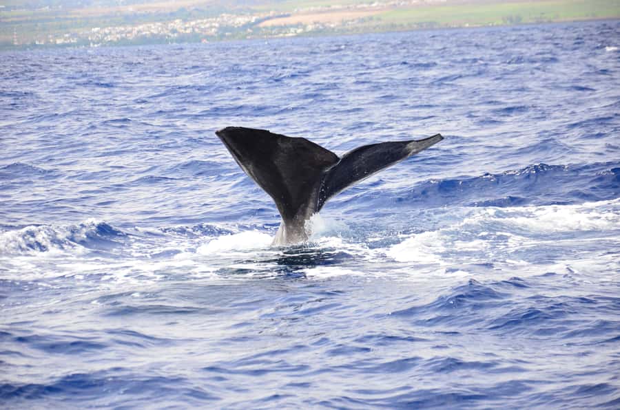 Black River: Dolphin Swim and Whale Watching by Speedboat - How the Dolphin Swim Actually Feels (and Why the Boat Matters)
