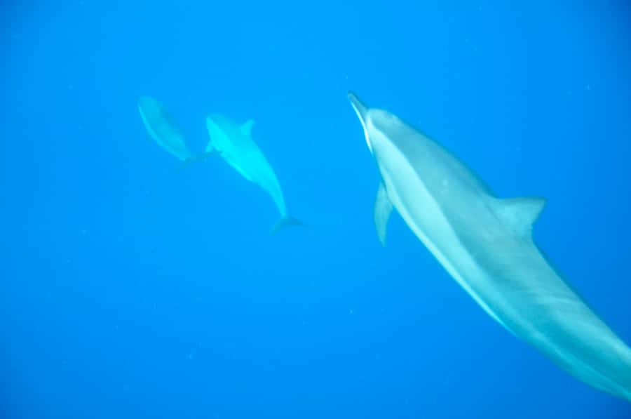 Black River: Dolphin Swim and Whale Watching by Speedboat - Snorkeling the Coral Reef Stop: Tropical Fish Time