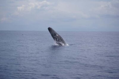 Black River: Dolphin Swim and Whale Watching by Speedboat - Whale Watching From the Speedboat: What You Get (and Don’t Get)