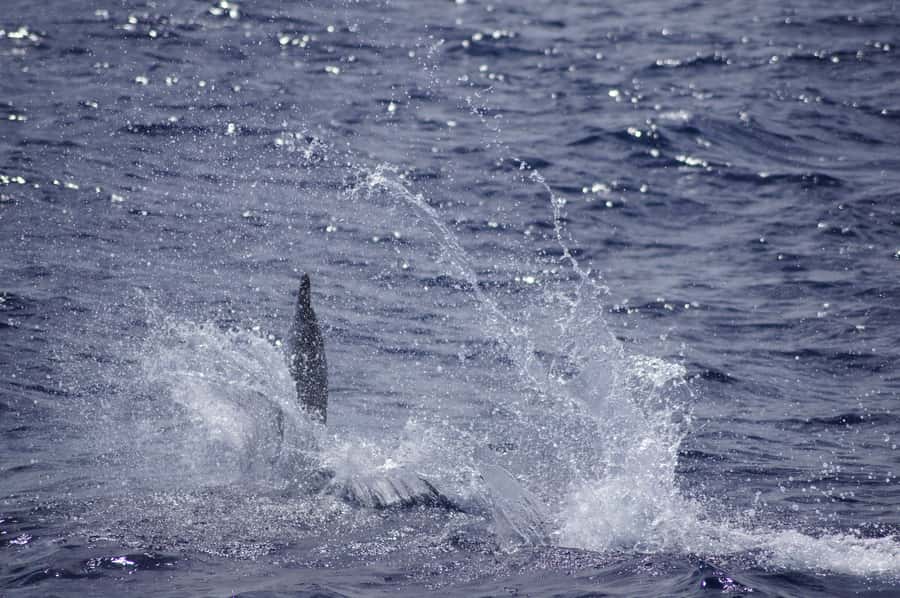Black River: Dolphin Swim and Whale Watching by Speedboat - Price and Value: Is $129 Worth It?