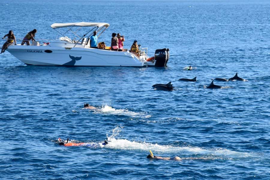 Black River: Dolphin Swim and Whale Watching by Speedboat - Meeting Point and Getting There (La Jetée Road)