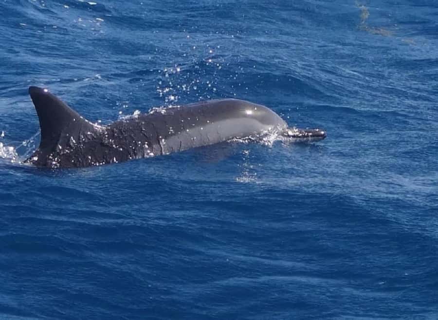Black River: Swim with Dolphin Speed Boat Tour with lunch - Key things to know before you go