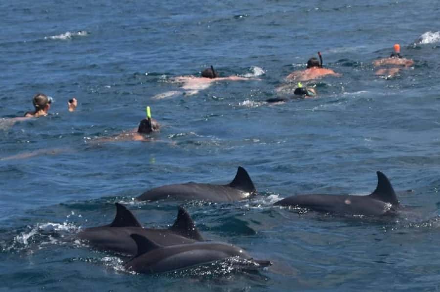 Black River: Swim with Dolphin Speed Boat Tour with lunch - From Flic en Flac to the open water: the speedboat setup