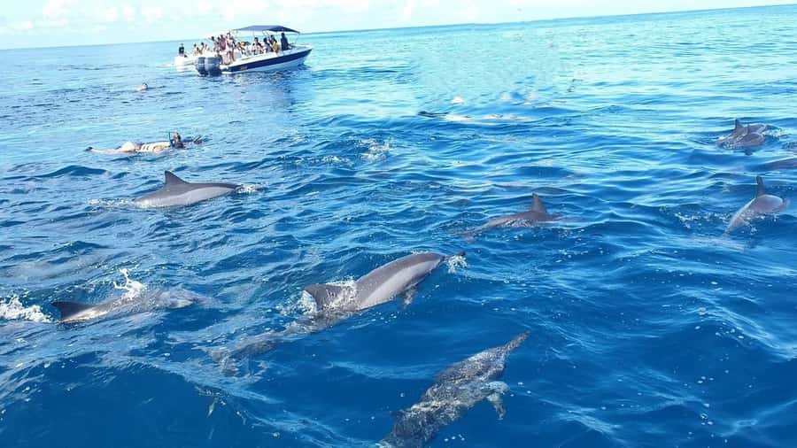Black River: Swim with Dolphin Speed Boat Tour with lunch - Crystal Rock snorkeling near Le Morne: clear water, reef reality