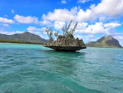 Black River: Swim with Dolphin Speed Boat Tour with lunch - Swimming with dolphins the respectful way