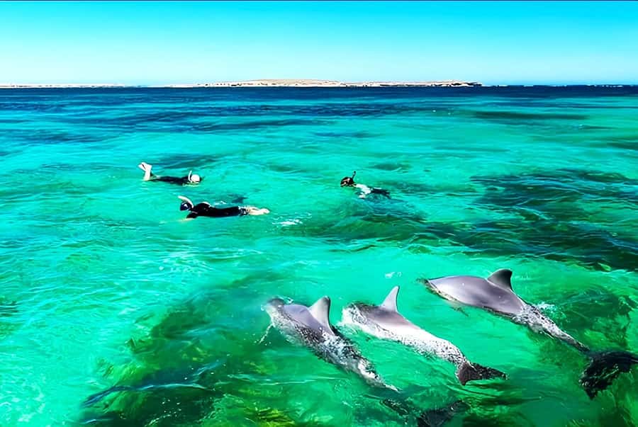 Black River: Swim with Dolphin Speed Boat Tour with lunch - Île aux Bénitiers: 3-course BBQ lunch plus island time
