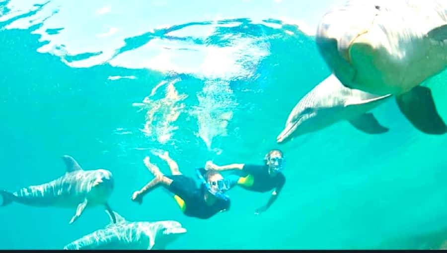 Black River: Swim with Dolphin Speed Boat Tour with lunch - Timing, group size, and how the day flows