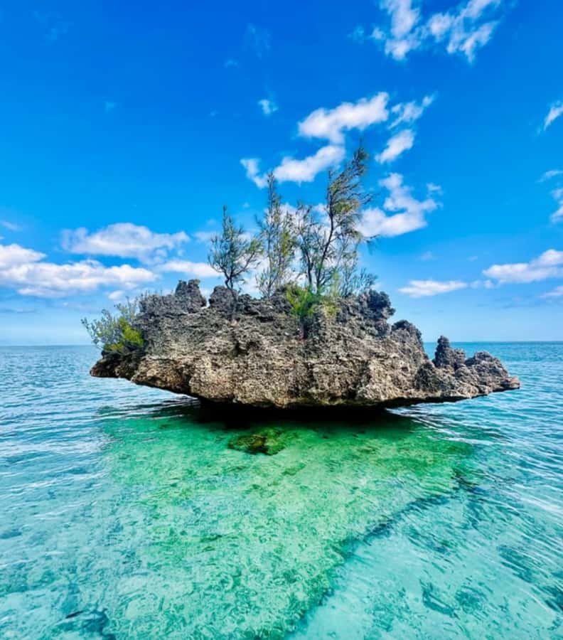 Black River: Swim with Dolphin Speed Boat Tour with lunch - Should you book the Black River dolphin and Crystal Rock speedboat tour?