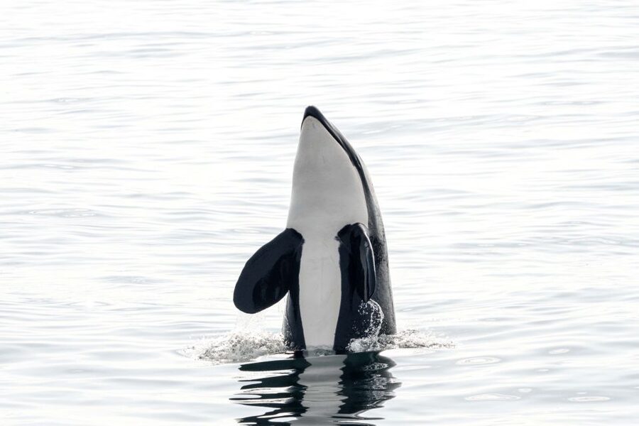 Bleik: Whale Watching by Speedboat with Puffins and Muffins - Why Bleik whale watching feels special in Vesterålen