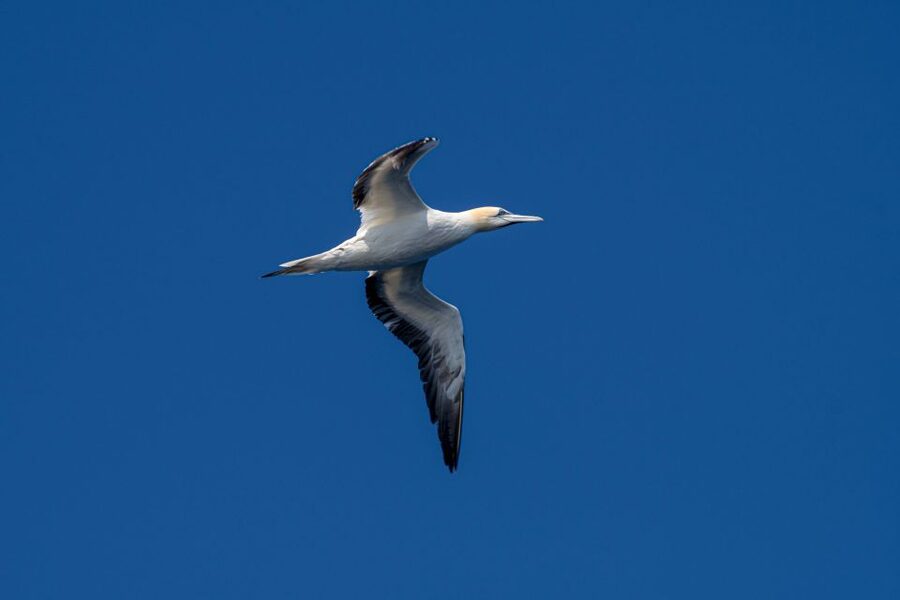 Bleik: Whale Watching by Speedboat with Puffins and Muffins - Who should book this Bleik RIB whale safari