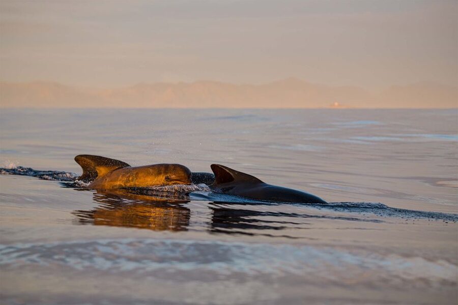 Bleik: Whale Watching by Speedboat with Puffins and Muffins - Midnight sun timing: your two departure choices