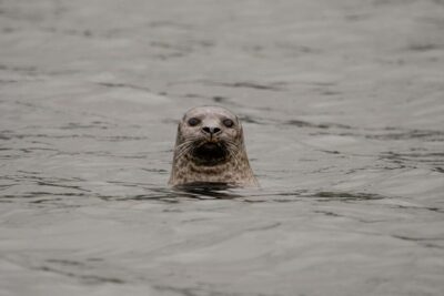 Bleik: Whale Watching by Speedboat with Puffins and Muffins - RIB ride basics: warm suits, life jackets, and what the 210 minutes means