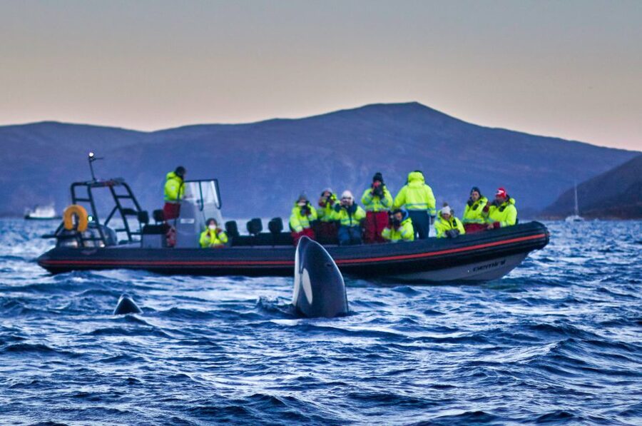 Bleik: Whale Watching by Speedboat with Puffins and Muffins - Bleik Canyon wildlife search: sperm whales, orcas, and the feeding pattern logic