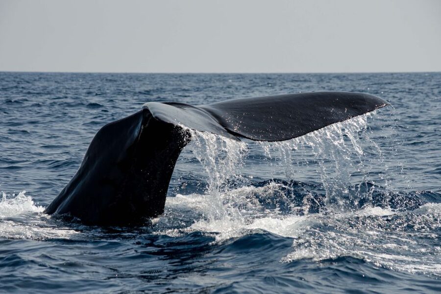 Bleik: Whale Watching by Speedboat with Puffins and Muffins - How the crew handles safety and respectful viewing
