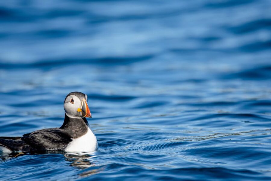 Bleik: Whale Watching by Speedboat with Puffins and Muffins - Photos, tea, and muffins: the small extras that make it feel complete
